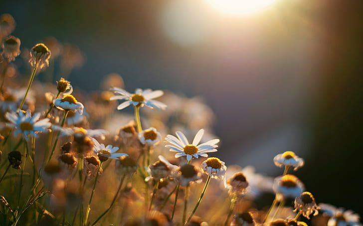 Kwiaty na słońcu, kwiat, kwiaty, stokrotka, słońce, tło, panoramiczny, pełny ekran, s, najlepiej, Tapety HD