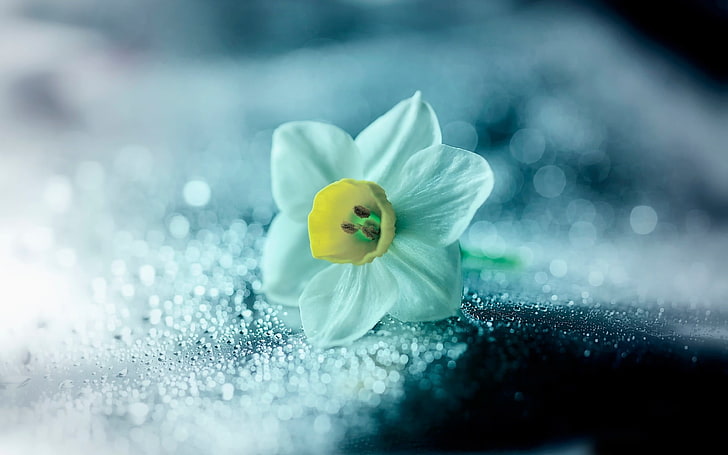 daffodil flower petals-HD widescreen wallpaper, white and yellow flower, HD wallpaper