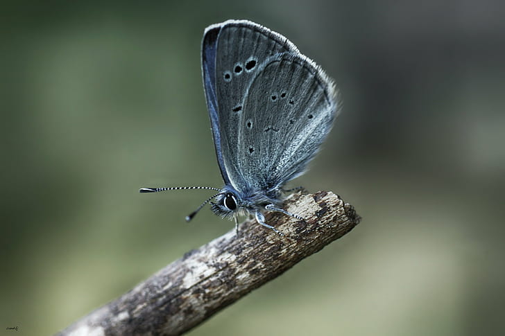 Karner Blue butterfly perched on brown stick, mariposa, mariposa, Mariposa, Karner Blue butterfly, Alas, Palo, Macro, Aire libre, Nature, Sony, A77, insect, butterfly - Insect, animal, animal Wing, beauty In Nature, wildlife, close-up, summer, HD wallpaper