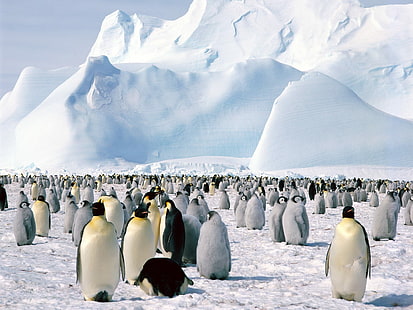 皇帝ペンギン南極、ペンギン、皇帝、南極、 HDデスクトップの壁紙 HD wallpaper