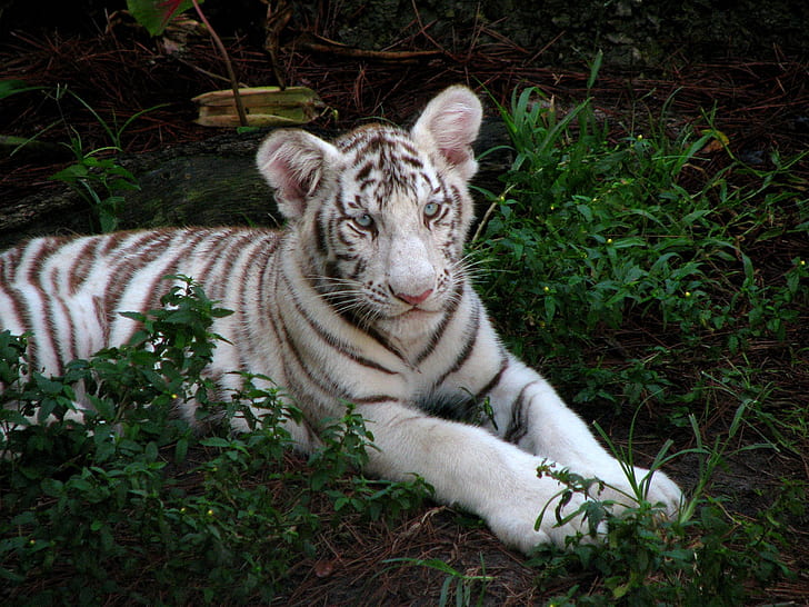 tiger cub, albino, big cat, tabby, grass, sit, HD wallpaper