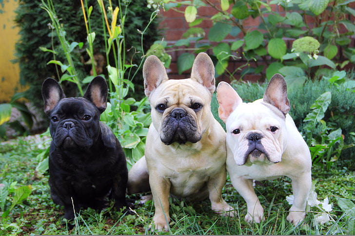 drei erwachsene französische Bulldoggen, Sommer, Gras, französische Bulldogge, drei Hunde, HD-Hintergrundbild