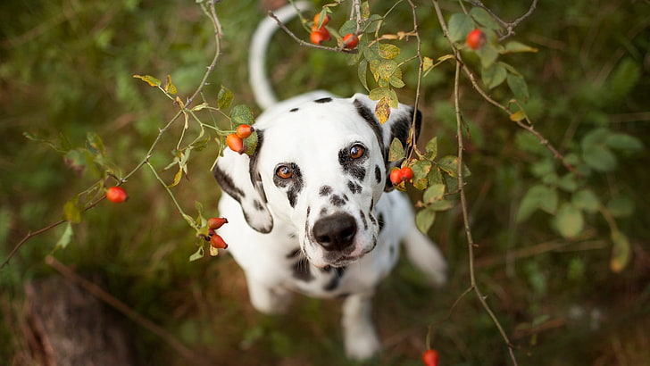 hewan, anjing, Dalmatian, Wallpaper HD