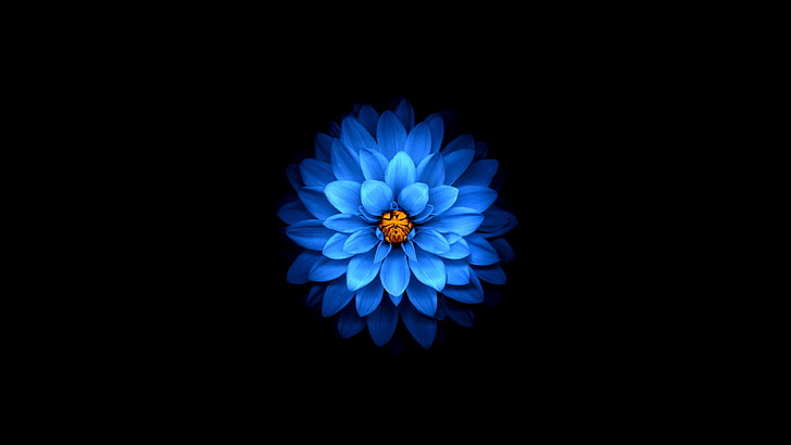 papier peint fleur de dahlia bleu, fleur, fond, fond d'écran, pétales, Fond d'écran HD