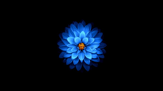 blue dahlia flower wallpaper, flower, background, Wallpaper, petals, HD wallpaper HD wallpaper