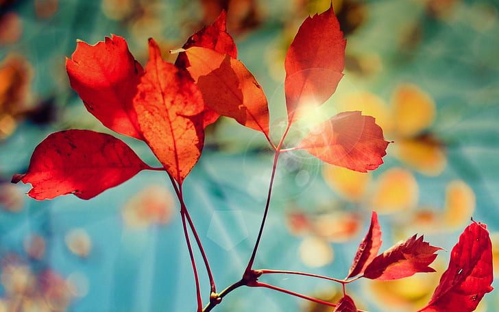Sonbaharın parlaması, kırmızı yapraklı bitki, sonbahar, parlama, HD masaüstü duvar kağıdı