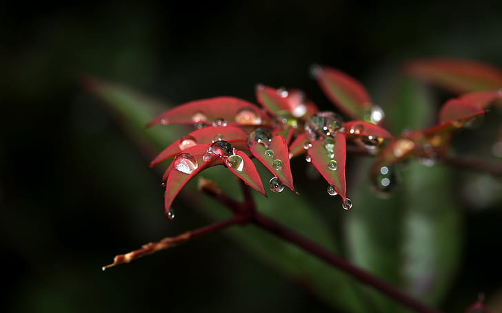 Leaves Water Drops Macro HD, natura, makro, woda, liście, krople, Tapety HD