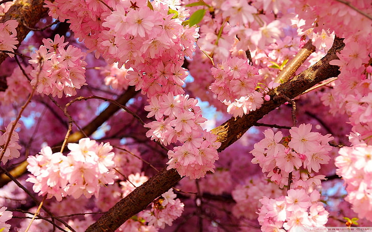 rosa Blumen, Frühling, Blumen, Kirschblüte, rosa Blumen, Natur, HD-Hintergrundbild