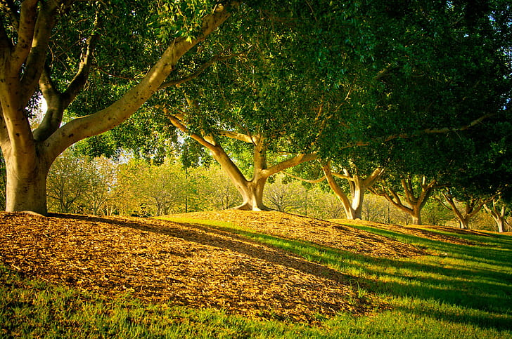 Lebenspracht, Landschaft, Baum, Gras, Feld, 3d und Zusammenfassung, HD-Hintergrundbild
