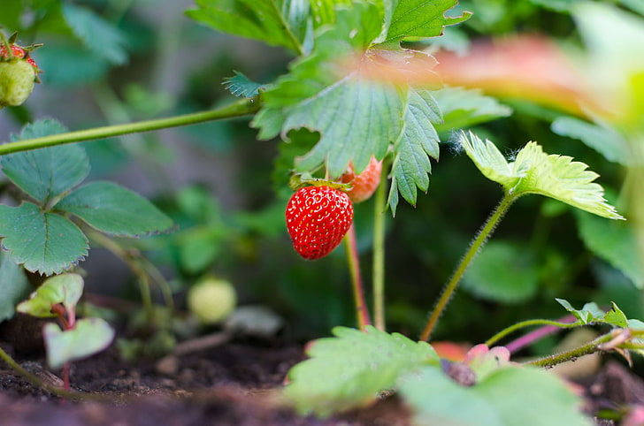 agriculture, berry, close up, color, crop, delicious, dessert, farm, food, fresh, freshness, fruit, garden, gardening, green, grow, harvest, juicy, little, macro, natural, organic, outdoors, raw, red, ripe, strawberry, sum, HD wallpaper