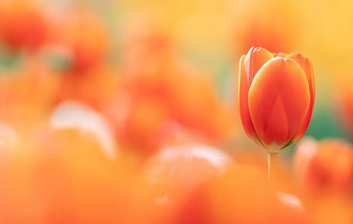 tulips, flowers, plants, colorful, orange flowers, orange background, yellow, HD wallpaper