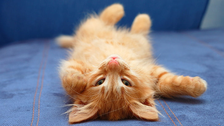 cat, upside down, animals, HD wallpaper