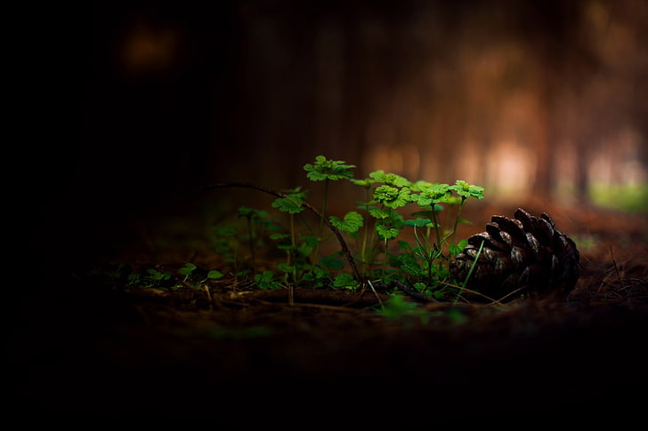 brown pinecone, selective focus photo of green leaf plant and pinecone, nature, forest, grass, cones, macro, depth of field, trees, branch, HD wallpaper