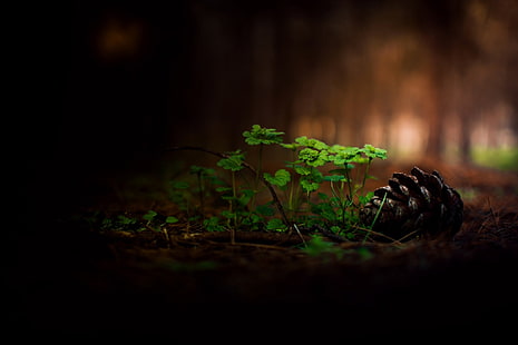 brown pinecone, selective focus photo of green leaf plant and pinecone, nature, forest, grass, cones, macro, depth of field, trees, branch, HD wallpaper HD wallpaper