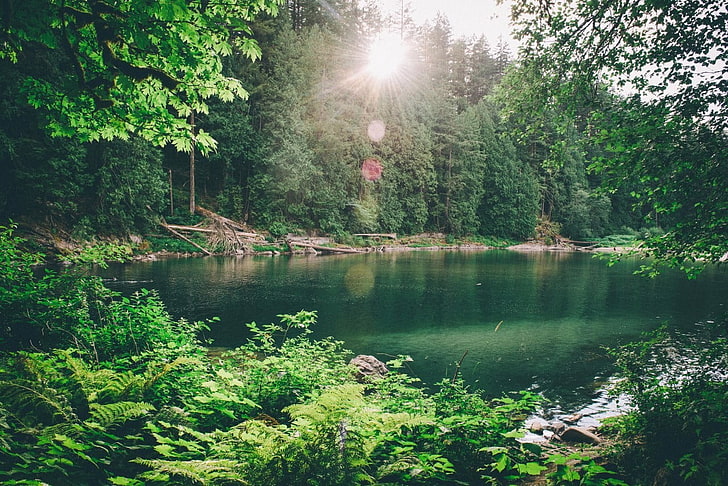 昼間、自然、風景の中に木に囲まれた湖、 HDデスクトップの壁紙