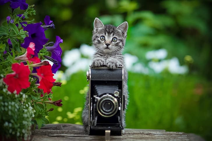 flowers, the camera, kitty, petunias, Yuriy Korotun, HD wallpaper