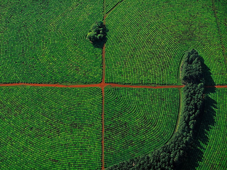 fotografia aerea del campo di erba verde di giorno, natura, veduta aerea, campo, alberi, paesaggio, vista a volo d'uccello, Sfondo HD
