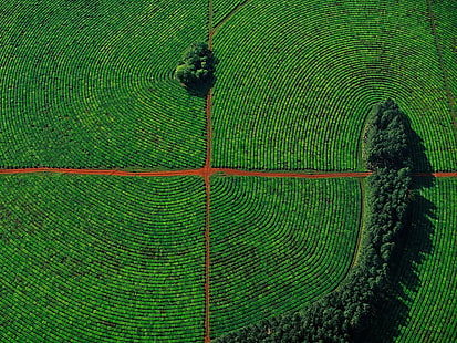 аэрофотосъемка поля зеленой травы в дневное время, природа, вид с воздуха, поле, деревья, пейзаж, с высоты птичьего полета, HD обои HD wallpaper