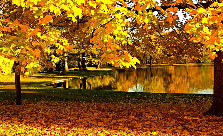 Yellow Leaves In Park Pond Autumn, maple trees, Seasons, Autumn, HD wallpaper