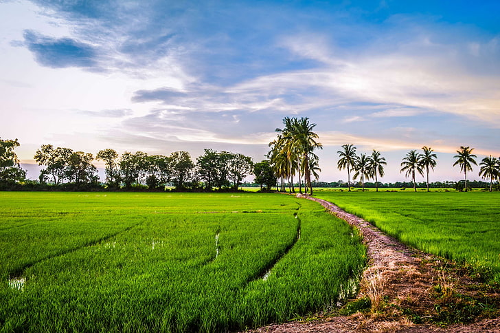 afternoon, rice field, HD wallpaper
