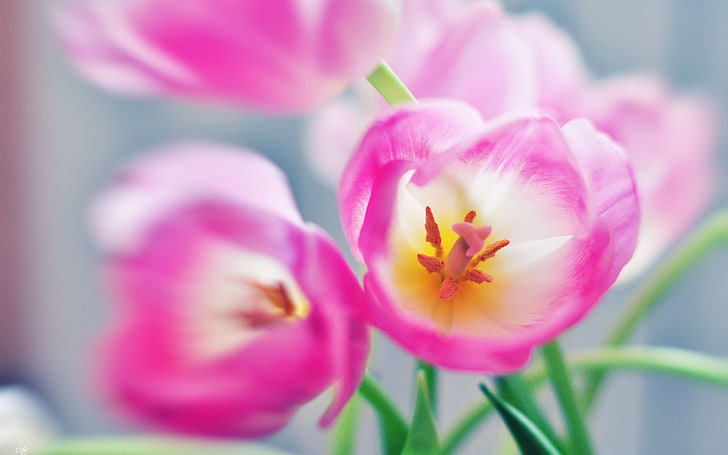rosa und weiße Blütenblätter, Blumen, rosa, hell, HD-Hintergrundbild