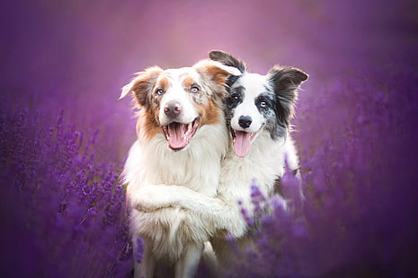 Border Collie, Tiere, Hund, HD-Hintergrundbild HD wallpaper