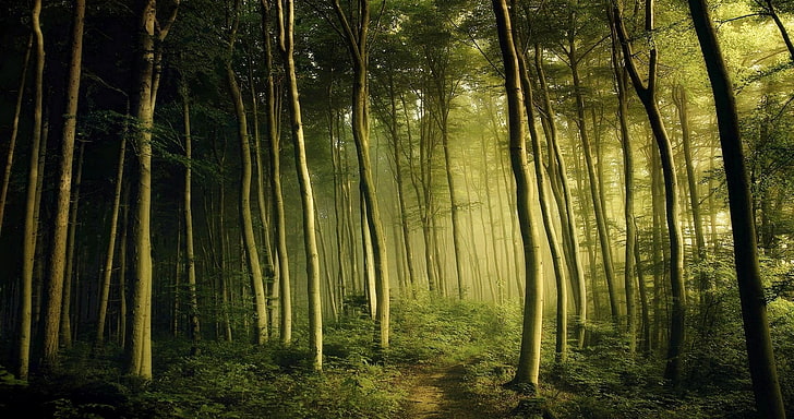 ต้นไม้ในป่า, ธรรมชาติ, ภูมิทัศน์, ฤดูใบไม้ผลิ, หมอก, ป่า, พุ่มไม้, สีเขียว, เส้นทาง, ตอนเช้า, ต้นไม้, เทพนิยาย, วอลล์เปเปอร์ HD