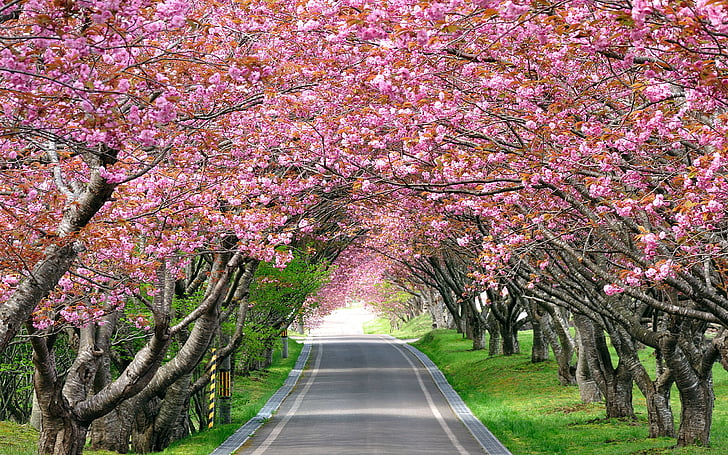 gri asfalt yolun yanında kiraz çiçeği ağaçları, Kiraz Çiçeği Ağaçları, Bahar, HD, HD masaüstü duvar kağıdı