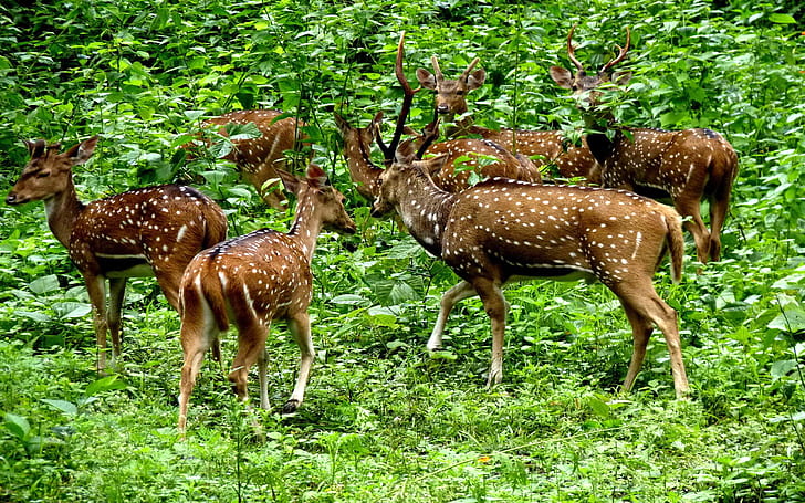 Wild animals Periyar National Park is located on the shores of an artificial lake-lake Periyar in Kerala Desktop Wallpaper HD, HD wallpaper