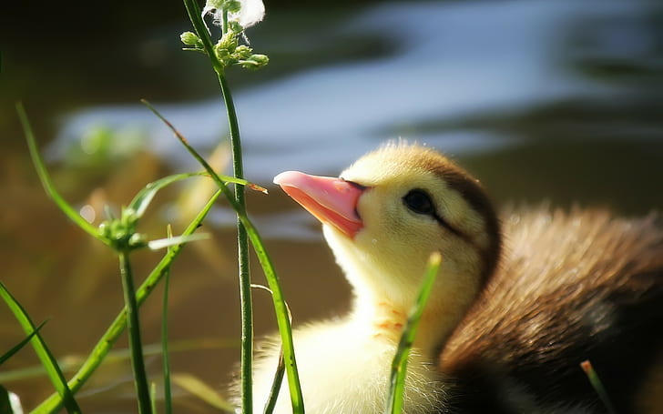 beak, duck, duckling, grass, pond, water, HD wallpaper