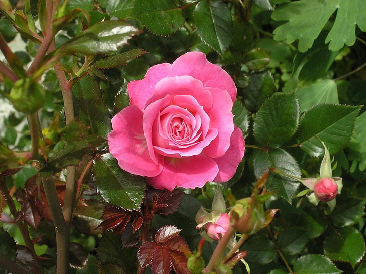 pink hybrid tea rose flower, rose, flower, buds, bushes, leaves, garden, HD wallpaper