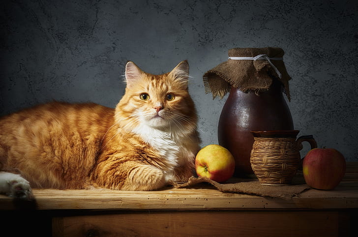 cat, look, face, light, pose, comfort, the dark background, table, wall, apples, food, red, mug, Cup, dishes, lies, fruit, still life, items, burlap, composition, pot, HD wallpaper