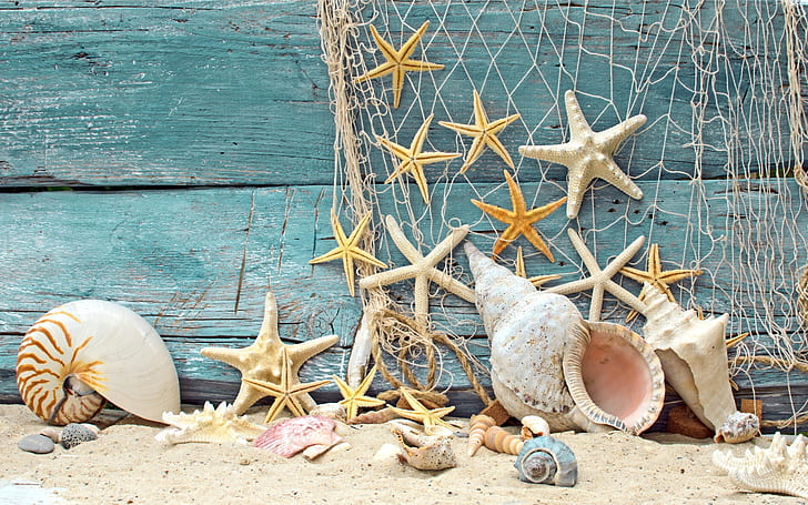 Vintage Sea Shells, море, черупки, HD тапет