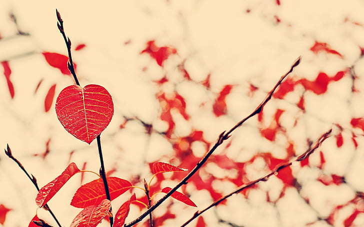 tanaman, alam, daun, daun merah, cabang, Wallpaper HD