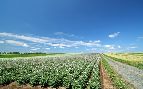 الحقول الخضراء ، الحقول ، المزارع ، الزراعة، خلفية HD HD wallpaper