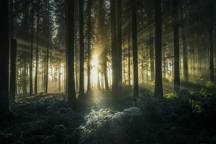 Sinar matahari, hutan, pohon, sinar matahari, Wallpaper HD