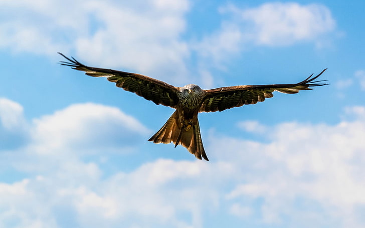 Peregrine falcon bird sky-2017 Animal HD Wallpaper, HD wallpaper