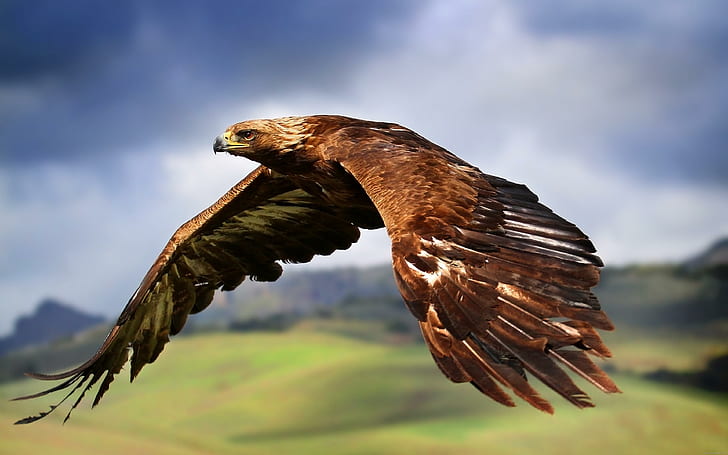 Величественный полет орла, коричневый и белый орел, орел, животное, птица, муха, HD обои
