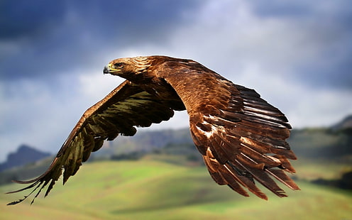 Majestosa águia voando, águia marrom e branca, águia, animal, pássaro, voar, HD papel de parede HD wallpaper