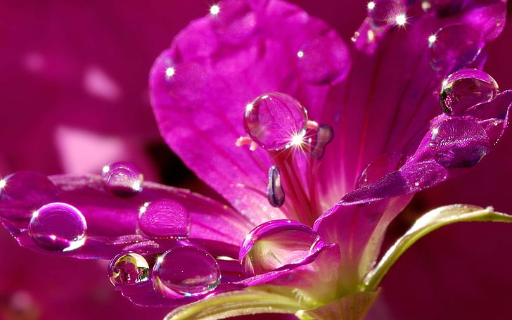 purple petaled flower, nature, flower, purple, drops, water, petals, sparkles, HD wallpaper