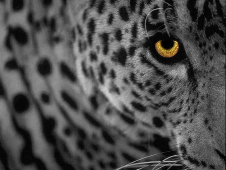 Duże koty leopard Leopard Animals Cats HD Art, żółty, biały, plamki, lampart, duże koty, panthera, Tapety HD