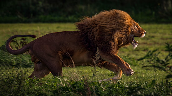 лев, животные, природа, большие кошки, рев, бег, HD обои HD wallpaper