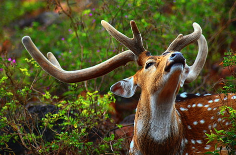 Wild Animal, brown and white deer, Animals, Wild, Spotted, Deer, Buck, Animal, india, nikon, Stag, Tirupati, HD wallpaper HD wallpaper