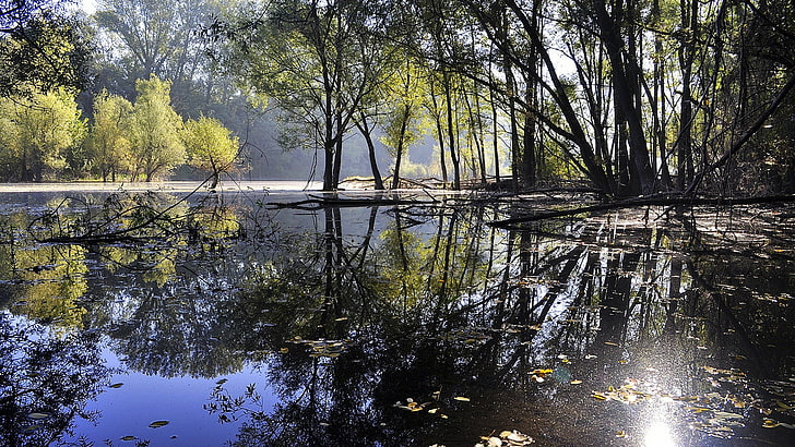 reflection, water, nature, tree, wetland, pond, bayou, plant, swamp, bank, lake, HD wallpaper
