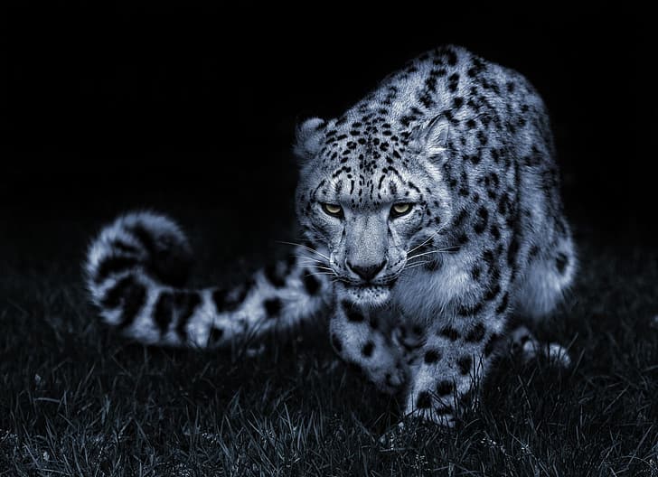 look, pose, black and white, IRBIS, snow leopard, cat, HD wallpaper