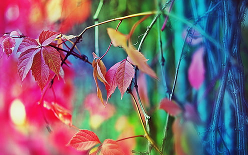 Hojas de otoño difusas, otoño, hojas, difusas, Fondo de pantalla HD HD wallpaper