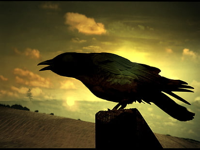 corvo, uccelli, animali, Sfondo HD HD wallpaper