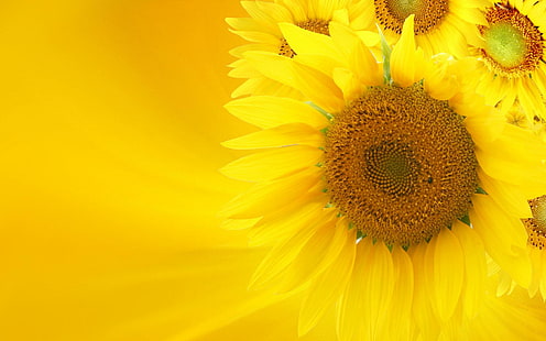 노란색 배경, 자연, 꽃, 노랑, 해바라기, 3d 및 초록에 노란 해바라기, HD 배경 화면 HD wallpaper