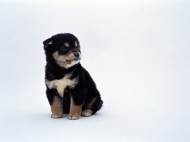 короткошерстный черно-коричневый щенок, собака, животные, щенки, сиба ину, HD обои