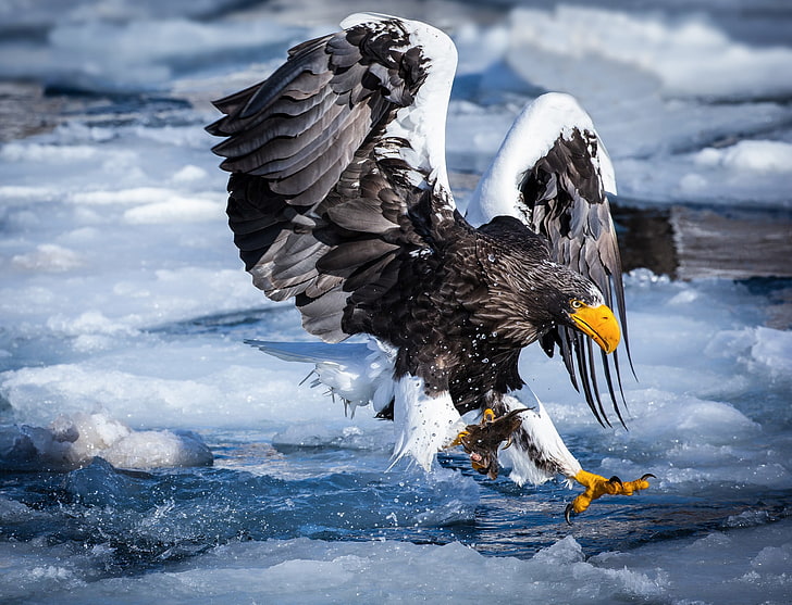 nieve, río, hielo, captura, águila marina de Steller, ave rapaz muy grande, Fondo de pantalla HD